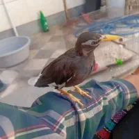 مرغ مینا