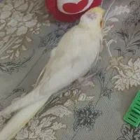 گمشده