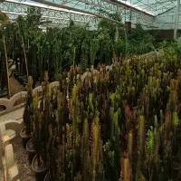 گل و گیاه طبیعی|گل و گیاه طبیعی|پاکدشت, پاکدشت (مامازند)|دیوار