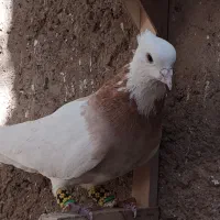 طوق زرد|پرنده|پاسارگاد, |دیوار