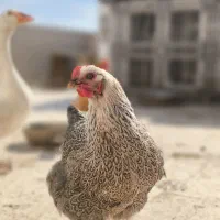 مرغ و غاز|حیوانات مزرعه|قم, بیست متری ولیعصر|دیوار