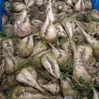 چغندر باکیفیت|خوردنی و آشامیدنی|هشترود, |دیوار