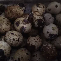 تخم نطفه دار بلدرچین