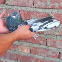 کبوتر سیاه و سرور