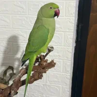 طوطی ملنگو سخنگو