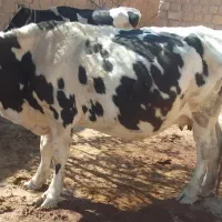 گاو دو ماه ابستن|حیوانات مزرعه|کوهنانی, |دیوار