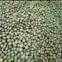 خریدار گردو با پوست سبز و خشک