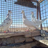 کفتر کبوتر پرنده|پرنده|تربتحیدریه, بالا ولایت|دیوار