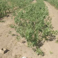 مهدی-اباد-واحد-خ-ولایت-ک7