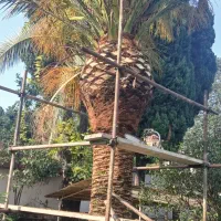 هرس فونیکس. لاوسون . شمشاد|خدمات باغبانی و درختکاری|نوشهر, |دیوار