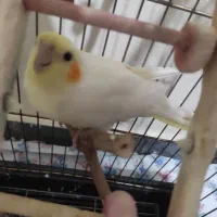 عروس هلندی|پرنده|هشتگرد, فاز ۲ مهستان|دیوار