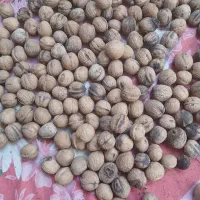 گردو  چهار محال نمونه