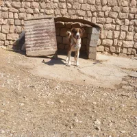 سگ دورگ سرابی