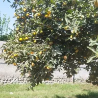 فروش پرتقال و خرمالو|عمده‌فروشی|گلوگاه, |دیوار