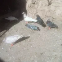 شش عدد کبوتر|پرنده|مشهد, چهاربرج|دیوار
