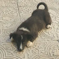 سگ پاکوتاه|سگ|کرمانشاه, |دیوار