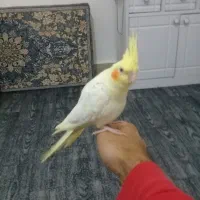 عروس لوتینو ۹۵۰ عروس سینامون ۷۵۰ رام و دستی