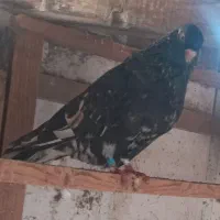 کبوتران وماده|پرنده|رشت, منظریه|دیوار