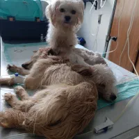 سگ گمشده پیدا کردین مژدگانی خوبی بهتون میدیم|حیوانات|صدرا-فارس, فاز ۲|دیوار