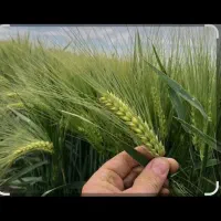 جو بذری هرته