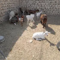 میش گوده|حیوانات مزرعه|بندرعباس, |دیوار