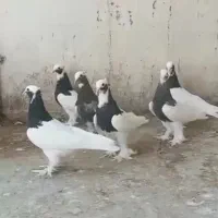شش عدد طوقی