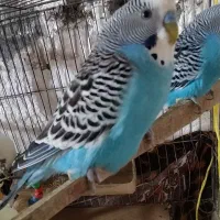 مرغ عشق نر|پرنده|تولم شهر, |دیوار