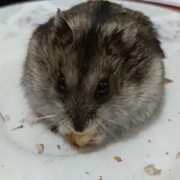 واگذاری یک عدد همستر کمپل ماده