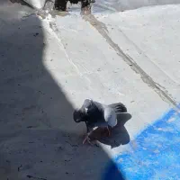 کفتر نر پرشی|پرنده|شهریار, ابراهیمآباد|دیوار