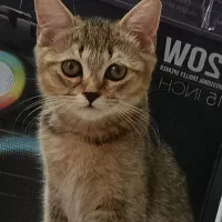 بچه گربه اسکاتیش