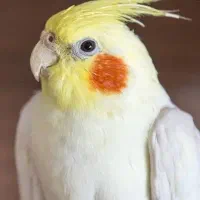 یک جفت عروس هلندی نر و ماده