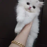 گربه پرشین ماده