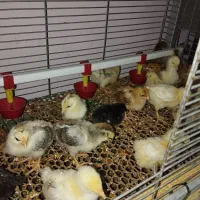 تعداد25تا جوجه نژاد دار کوشین و برهما