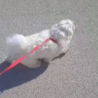 واگذاری سگ|سگ|مسجد سلیمان, |دیوار