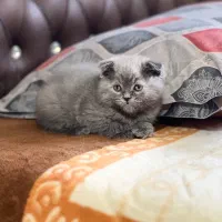 اسکاتیش فولد نر