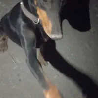 سگ دوبرمن ماده .گوش سیخ.|سگ|مشهد, كنويست|دیوار