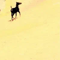 دو راس مادیون با یک کره نریون پنج ماهه