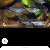 ماهی سرای بزرگ نیشابور(بارجدیدرسید)|ماهی|نیشابور, دارایی|دیوار