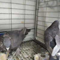 قهوه ای ساده پاپر درجه یک|پرنده|بهبهان, |دیوار