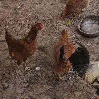 تعدادی مرغ