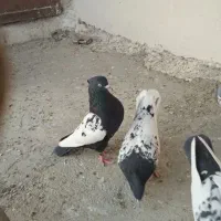 دوتا نرسینه وماده شهری سوسنی وسرورکرم نر