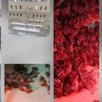 جوجه بلدرچین