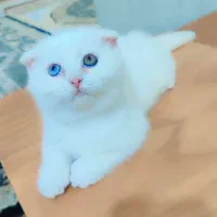 گربه اسکاتیش|گربه|شیراز, قلات|دیوار