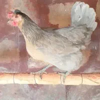 مرغ محلی، بوقلمون و غاز|حیوانات مزرعه|دماوند, دماوند|دیوار
