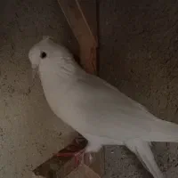 کبوتر|پرنده|شیراز, آزادگان|دیوار