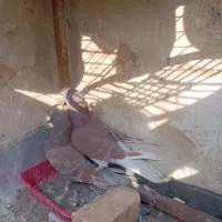 کبوتر سرخ شکار