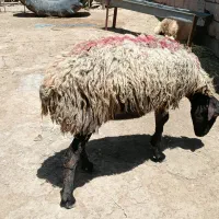 میش اوست