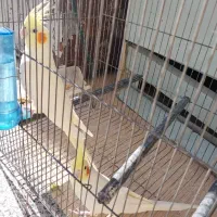 فروش عروس هلندی لوتینو|پرنده|بیضا, |دیوار