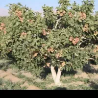 کار پسته چینی میکنم