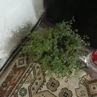 ب علت جابجابی